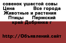 совенок ушастой совы › Цена ­ 5 000 - Все города Животные и растения » Птицы   . Пермский край,Добрянка г.